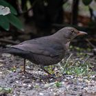 Amsel weiblich