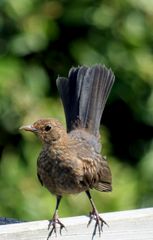 Amsel Weiblich