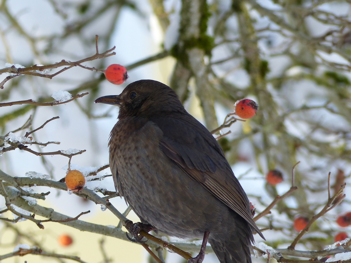 Amsel weiblich Foto:©Wunibald Wörle