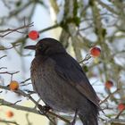 Amsel weiblich Foto:©Wunibald Wörle