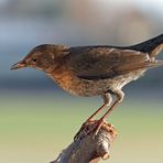 Amsel, weiblich (+ Tipp für Balkonaufnahmen)