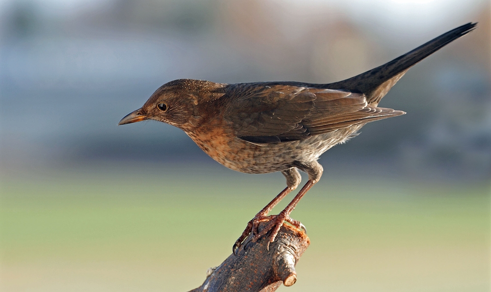 Amsel, weiblich (+ Tipp für Balkonaufnahmen)