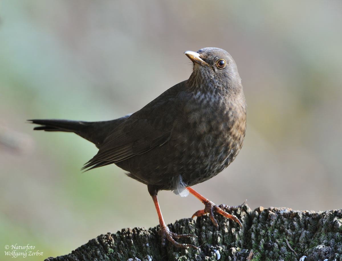 --- Amsel weiblich --- ( Turdus merula )