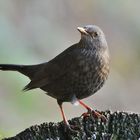 --- Amsel weiblich --- ( Turdus merula )