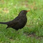 Amsel: Wer nach Futter in der Erde sucht ….