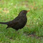 Amsel: Wer nach Futter in der Erde sucht ….