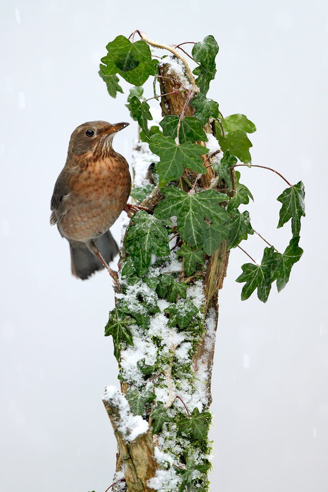 ... AMSEL ... Winteransitz 2015