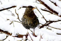 Amsel - Wintereinbruch