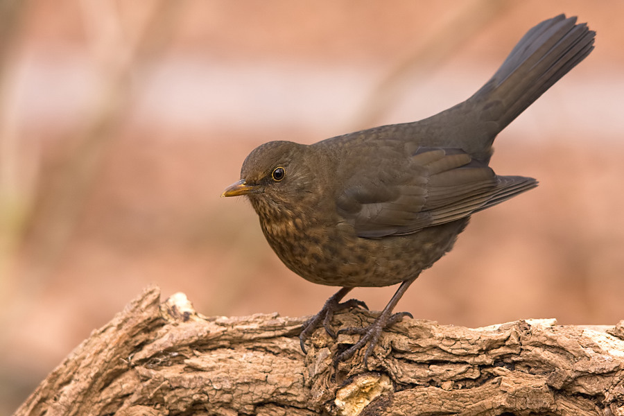 Amsel-W_Weibchen 