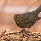 Amsel-W_Weibchen 