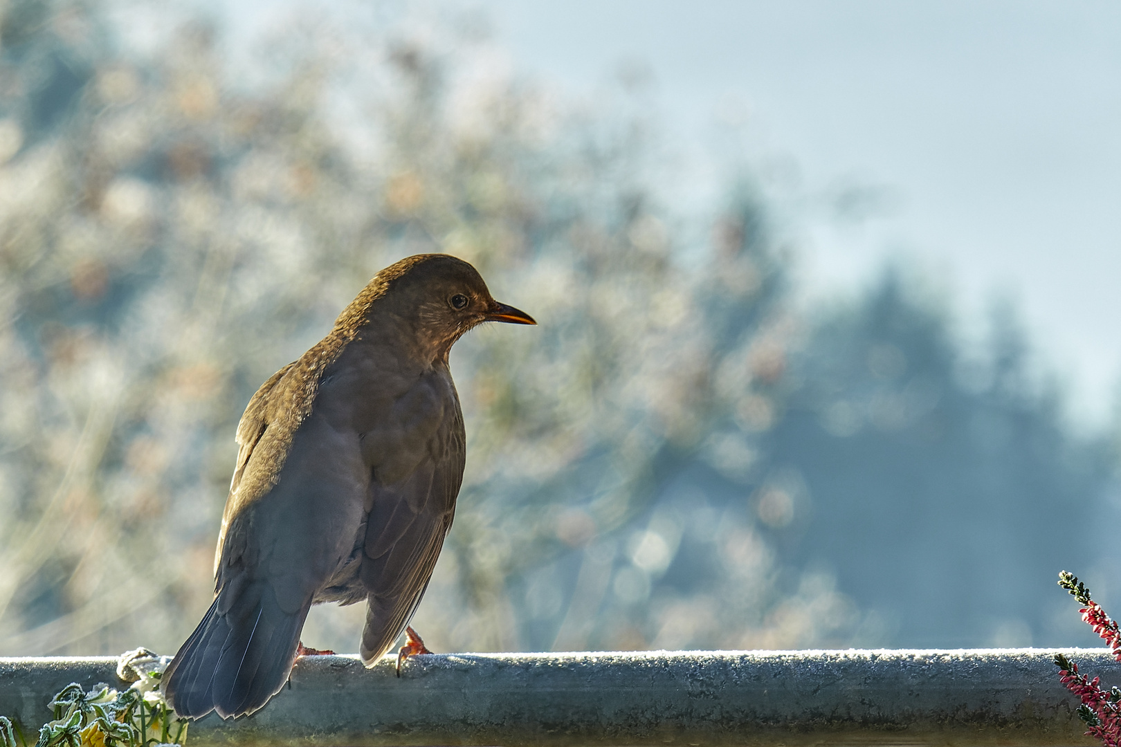 Amsel zu Besuch .  .  .