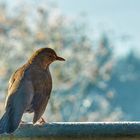 Amsel zu Besuch .  .  .