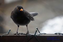 Amsel zu Besuch