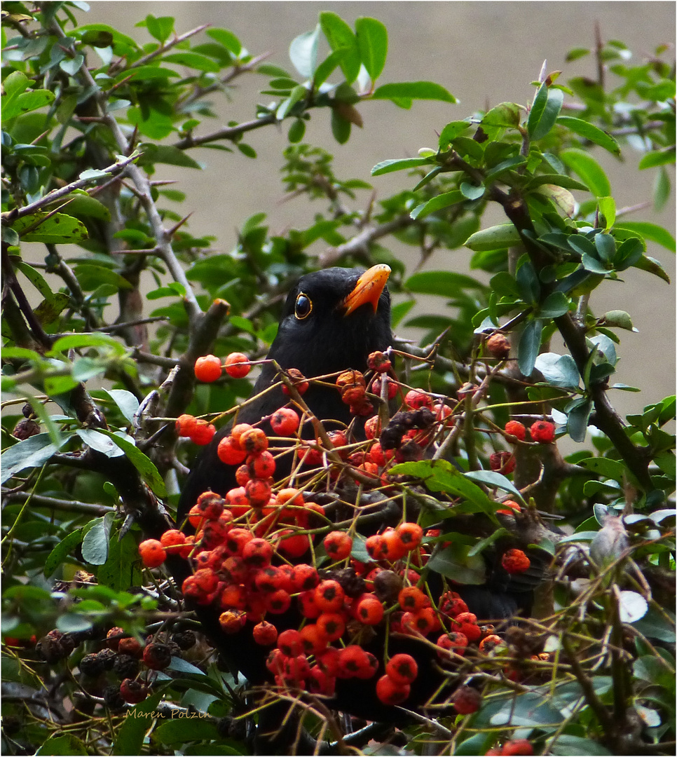 Amsel zu Tisch