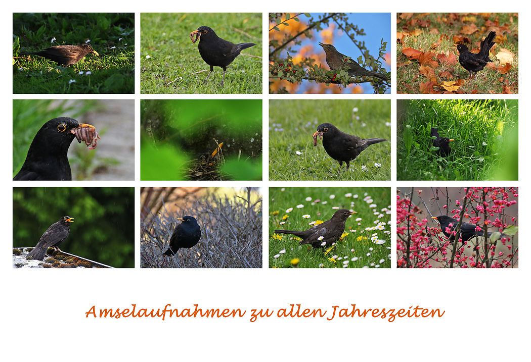 Amsel zu verschiedenen Jahreszeiten