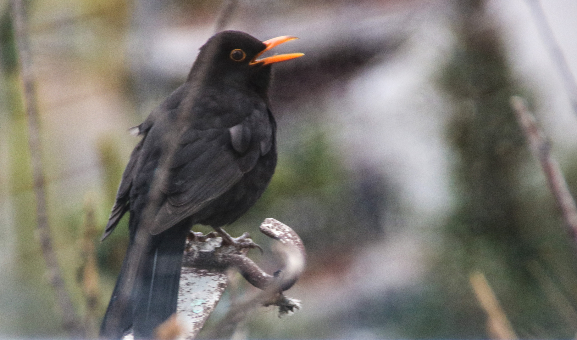 Amsel zwischert A-17 Stgt Test 200mm