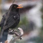 Amsel zwischert A-17 Stgt Test 200mm