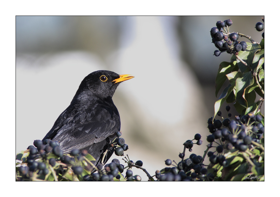 Amsel04