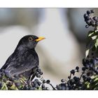 Amsel04