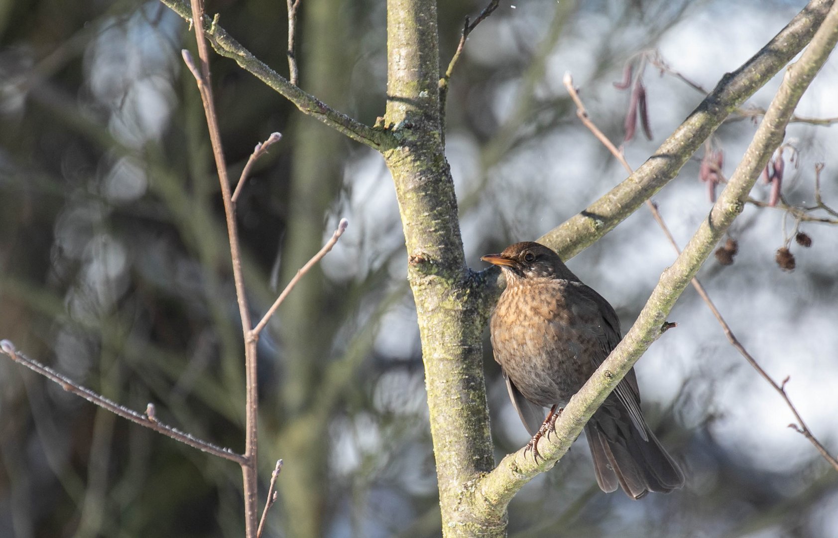 Amsel1 