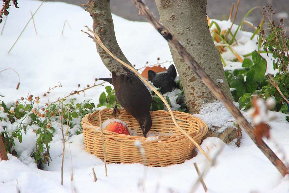 Amsel_100_4254_vorn_futterkorb