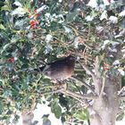 Amsel_100_4281_Ilex