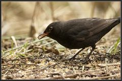 Amsel2