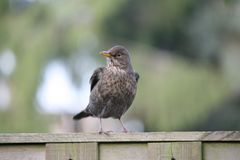 Amsel_2