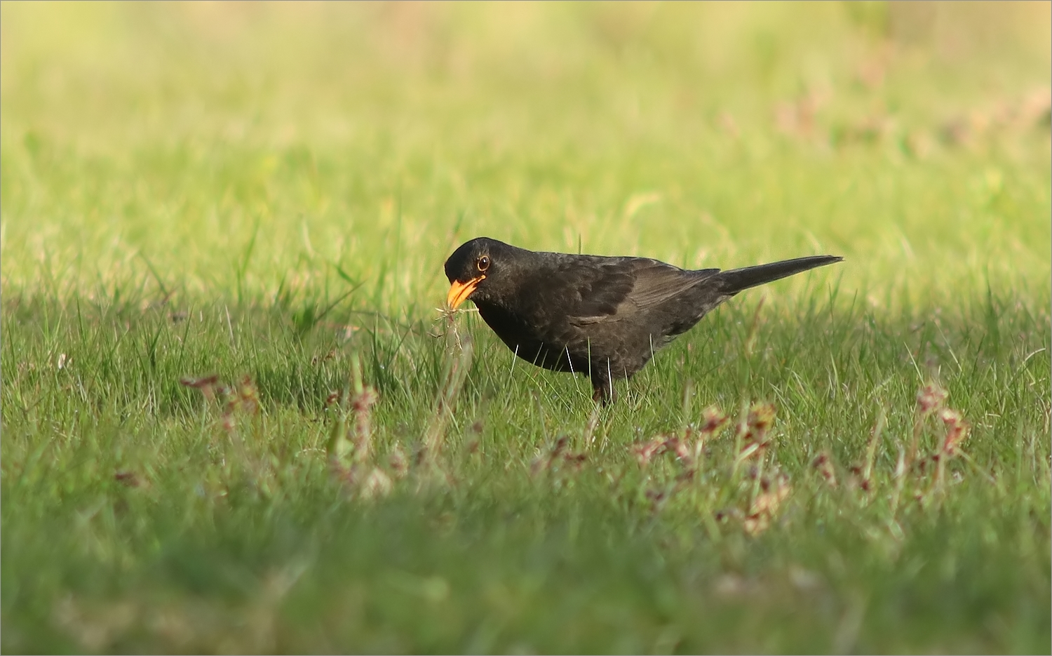 Amsel_250419