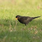 Amsel_250419