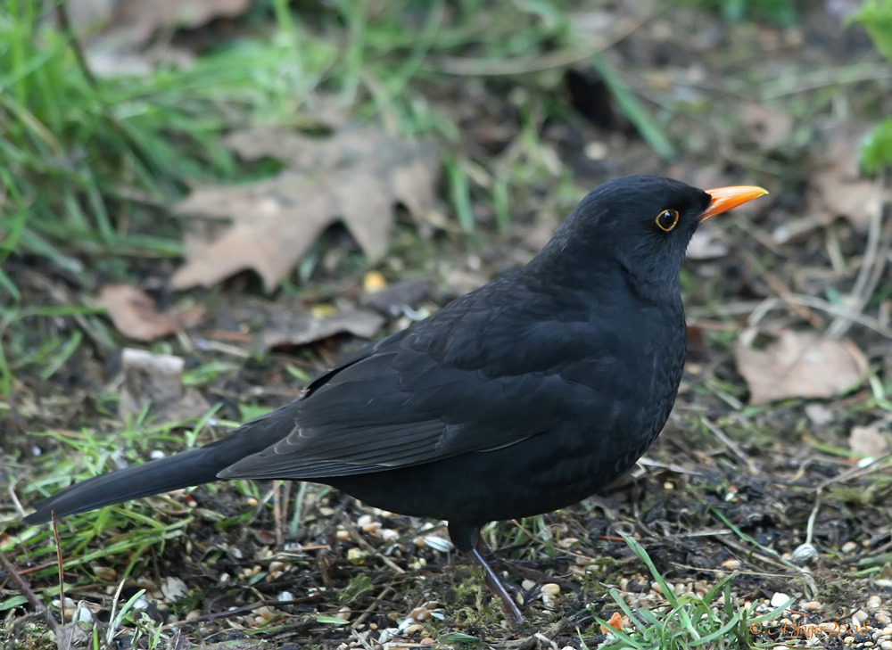 Amsel...4