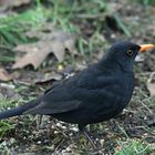 Amsel...4