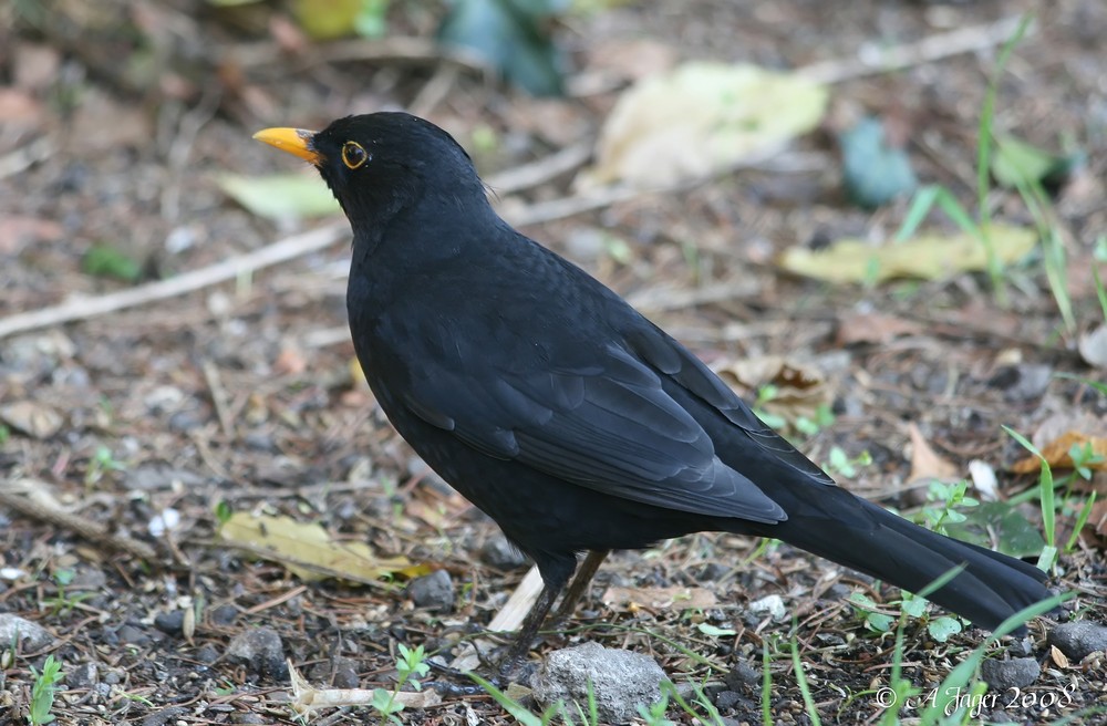 Amsel...5