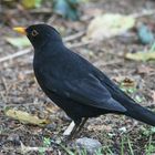 Amsel...5