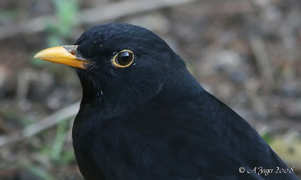 Amsel...6