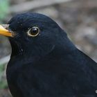 Amsel...6