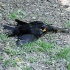 Amsel6