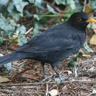 Amsel...7