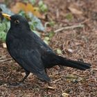 Amsel...8