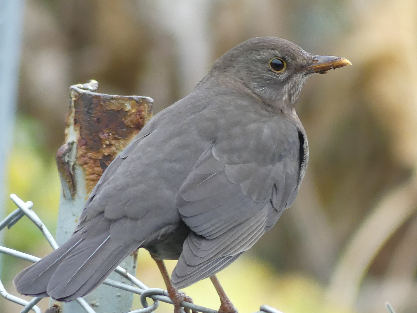 Amsel,...........amsel