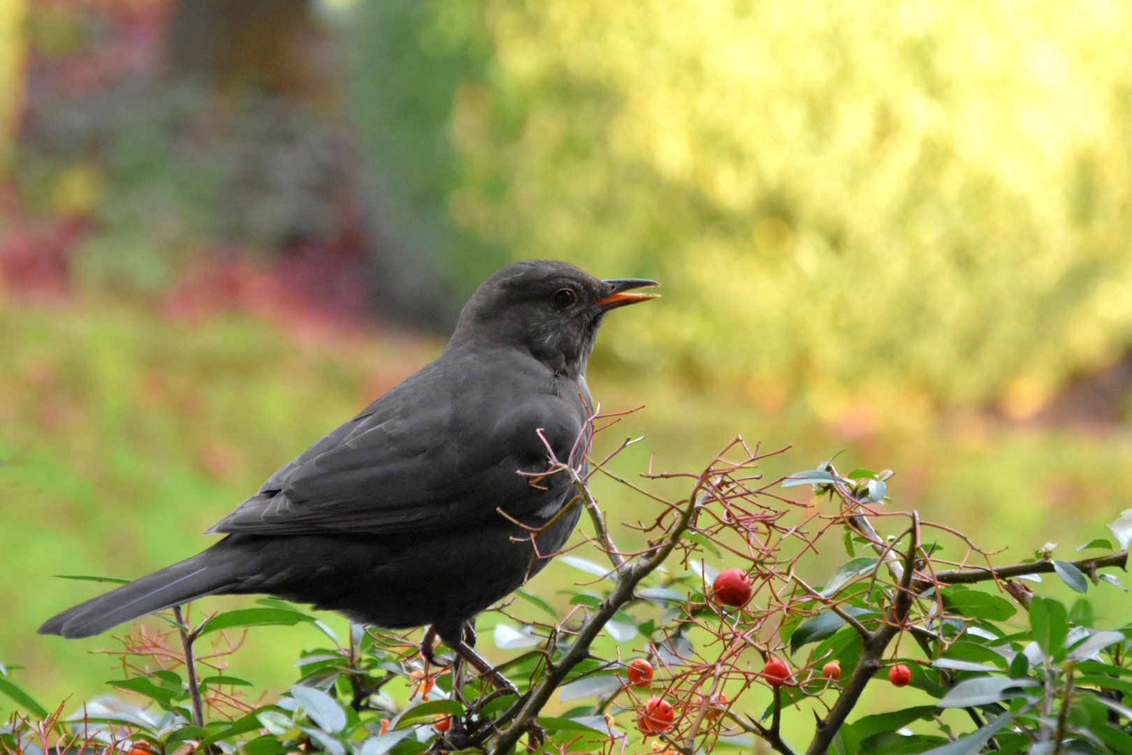 Amsel_auf_Futtersuche_k25