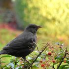 Amsel_auf_Futtersuche_k25