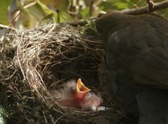 Amselbabies-Gierschnäbel-Kükencheck-Amselküken-im-Amselgelege