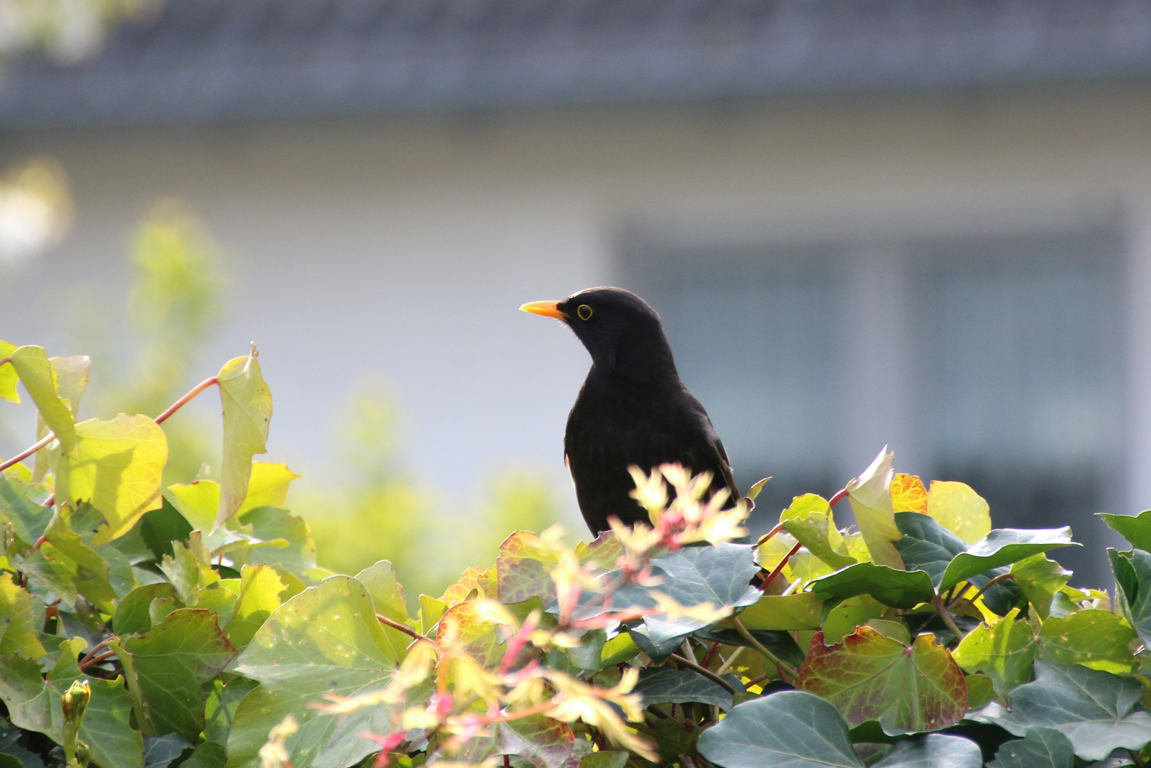 Amselbesuch