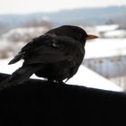 Amselbesuch auf meiner Wäscheleine