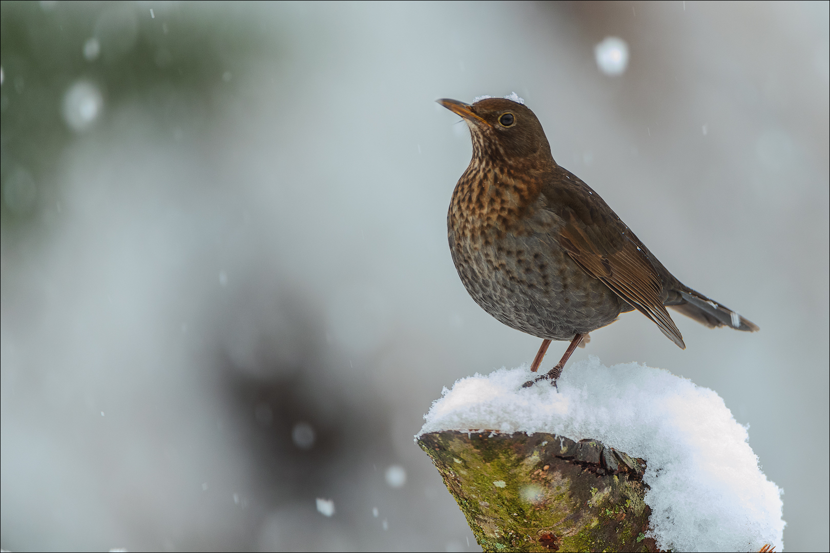 Amseldame geniesst oder trotzt dem Schnee