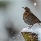 Amseldame geniesst oder trotzt dem Schnee