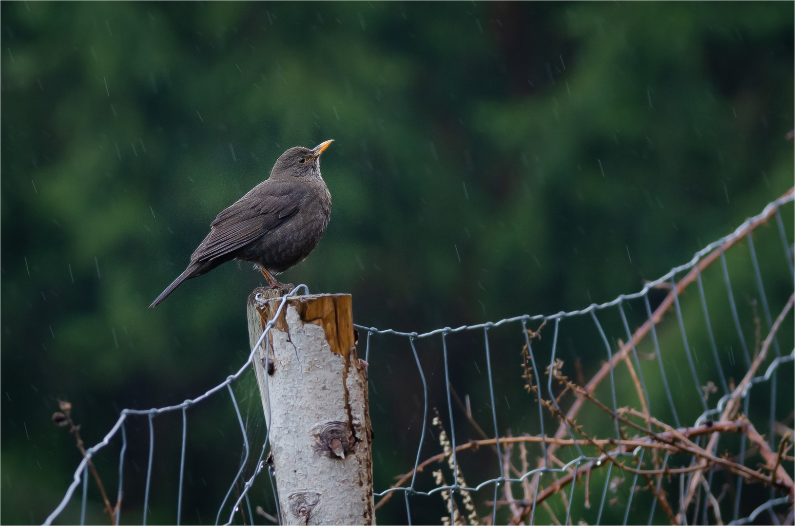 Amseldame im Regen