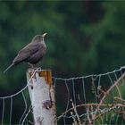 Amseldame im Regen