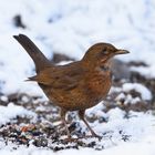 Amseldame im Schnee